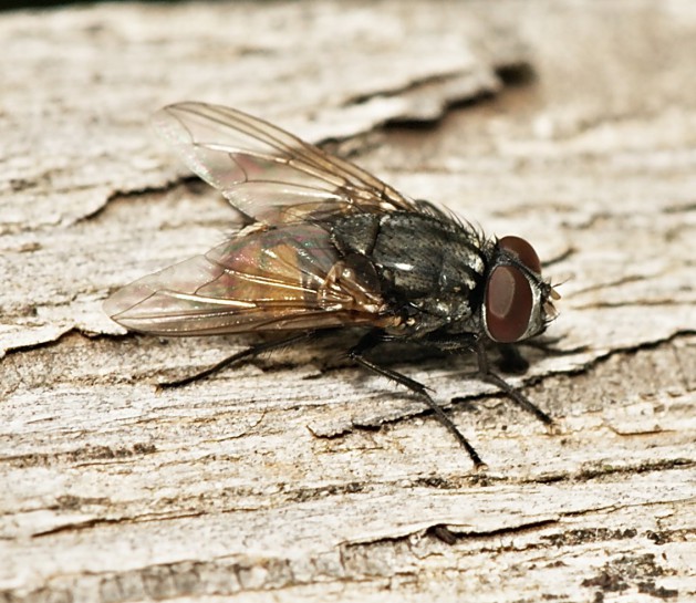 House Fly [Musca domestica]. Image: portioid / CC-BY-SA