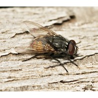 House fly