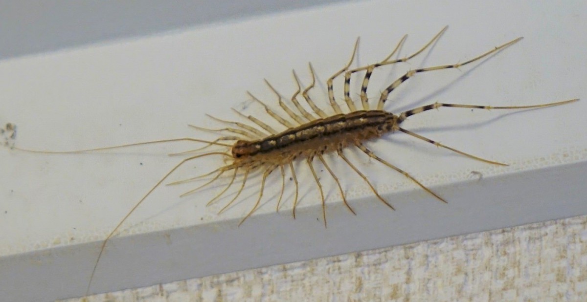 House Centipede Nz