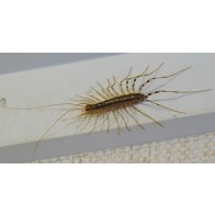 House centipede