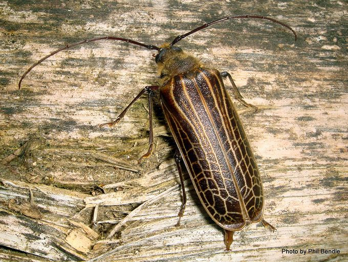 Huhu beetle [Prionoplus reticularis]. Image: Image: Phil Bendle Collection, CitSciHub.nz