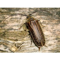 Huhu beetle 