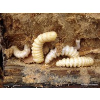 Huhu grub