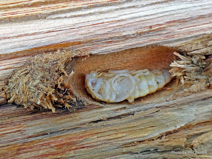 Huhu beetle [Prionoplus reticularis] pupa. Image: Phil Bendle Collection, CitSciHub.nz