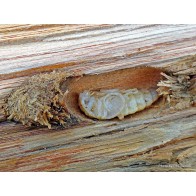 Huhu beetle pupa