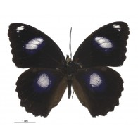 Blue Moon butterfly