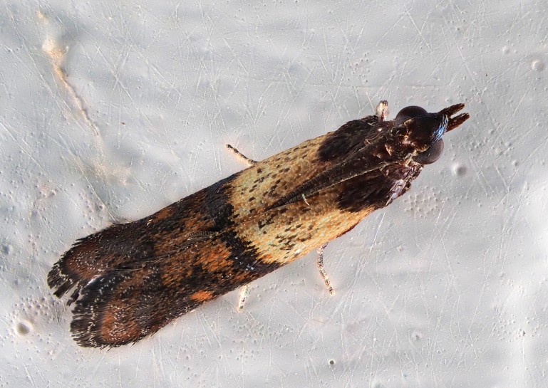 Indian meal moth [Plodia interpunctella]. Images: Gilles San Martin / CC-BY-SA