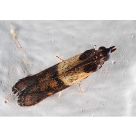 Indian meal moth