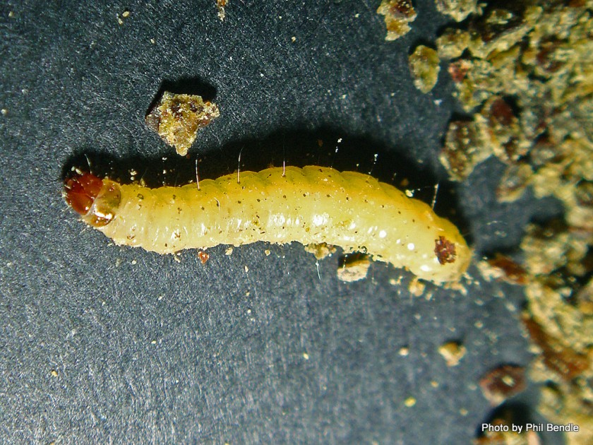 Indian meal moth larva » Manaaki Whenua