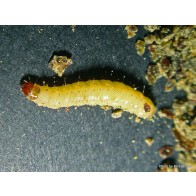 Indian meal moth larva