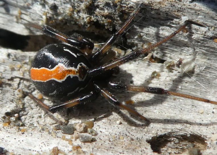 Katipō [Latrodectus katipo]. Image: mark anderson / CC-BY-SA