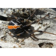 Katipo spider