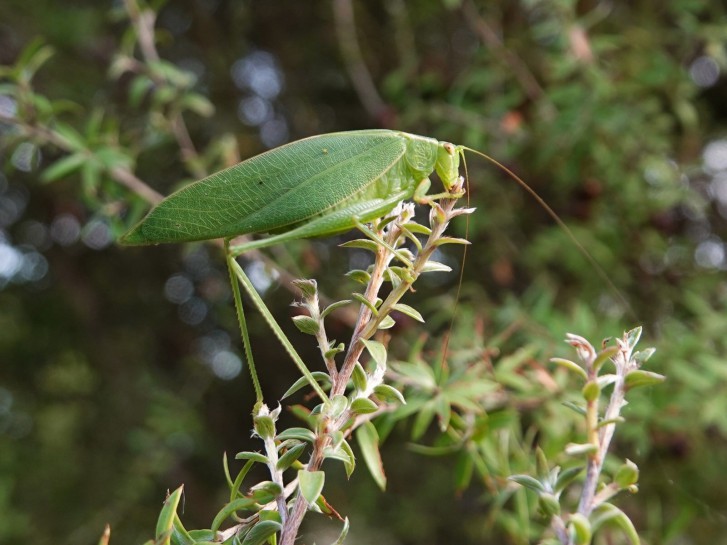 Katydid [Caedicia simplex].Image: jacqui-nz / CC-BY-NC