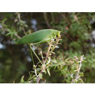 Katydid