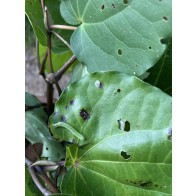 Kawakawa looper damage