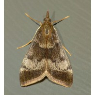 Kowhai moth