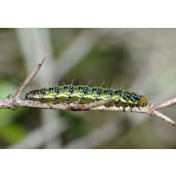 Kowhai moth caterpillar