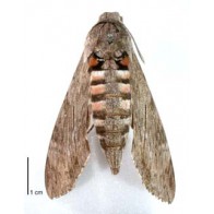 Kumara moth
