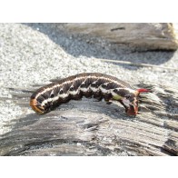 Kumara moth caterpillar