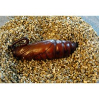 Kumara moth pupa