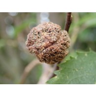 Mite damage