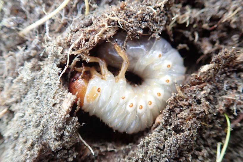Large sand carab [Pericoptus truncatus] larva. Image: Arnim Littek / CC-BY