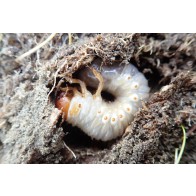 Large sand scarab larva