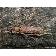 Lemon tree borer adult