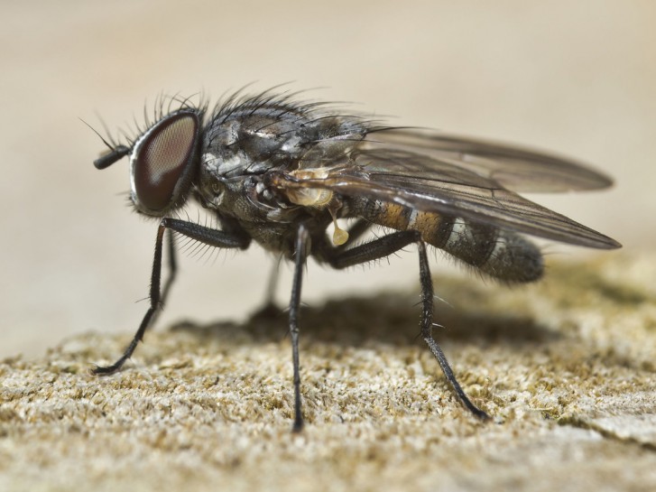 Lesser house fly [Fannia canicularis]. Image: tony_d / CC-BY-NC