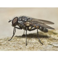 Lesser Housefly