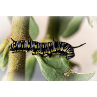 Lesser Wanderer caterpillar