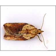  Light Brown Apple Moth
