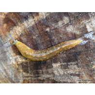 Yellow cellar slug
