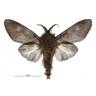 Common bagmoth