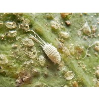 Mealybug