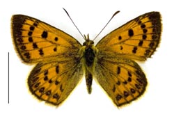 Lycaena salustius1