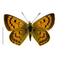 Copper butterfly