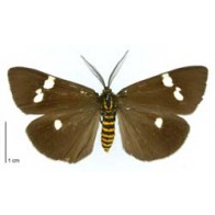 Magpie moth