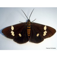 Magpie moth