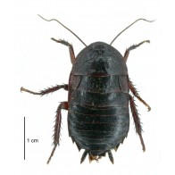 Black cockroach