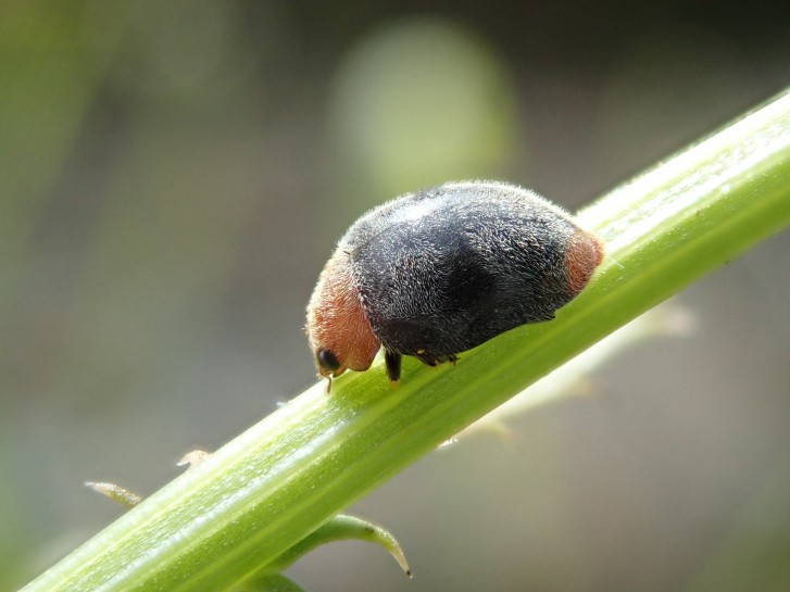 Mealybug Ladybird [Cryptolaemus montrouzieri]. Image: Maurice / CC-BY-NC