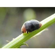 Mealybug Ladybird