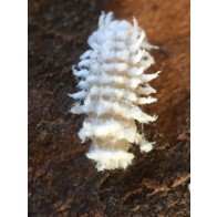 Ladybird larva with wax excretions