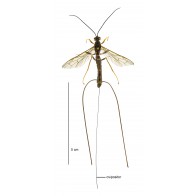 Giant ichneumonid