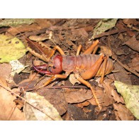 Mercury Island tusked wētā