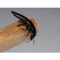 Metallic green rove beetle