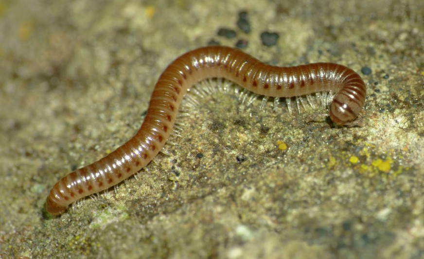 Milliped [Cylindroiulus britannicus]. Image: Steve Kerr / CC-BY