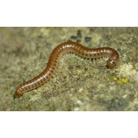 Millipedes