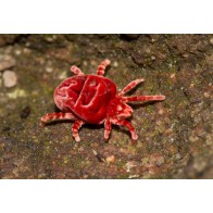 Mites