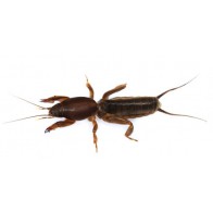 Mole Cricket 